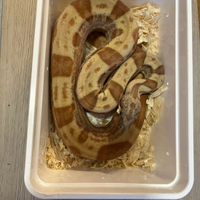 Boa imperator