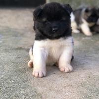 Akita Americano Cuccioli