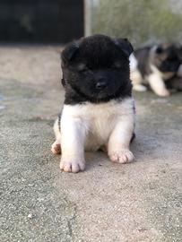 Akita Americano Cuccioli