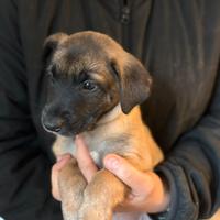 Cuccioli pastore belga Malinois