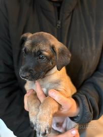 Cuccioli pastore belga Malinois