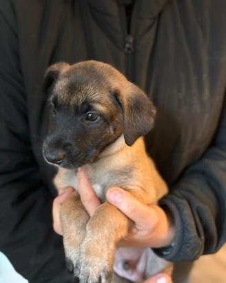 Cuccioli pastore belga Malinois