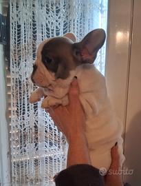 Bulldog francese