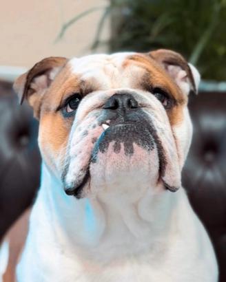 Bulldog Inglese maschio disponibile per monta