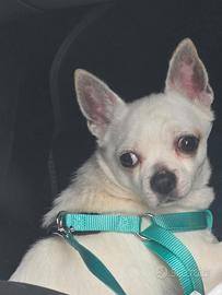 Chihuahua di 2 anni