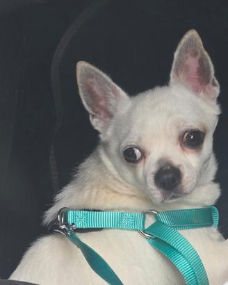 Chihuahua di 2 anni