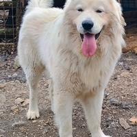 Cucciolone Pastore Abruzzese Maremmano per MONTA