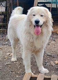 Cucciolone Pastore Abruzzese Maremmano per MONTA