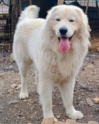 Cucciolone Pastore Abruzzese Maremmano per MONTA
