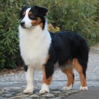 Cucciola Australian Shepherd