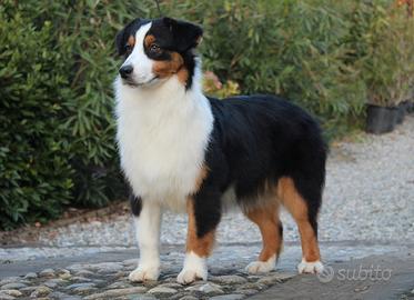 Cucciola Australian Shepherd