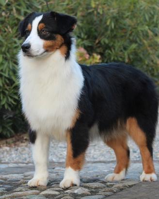 Cucciola Australian Shepherd