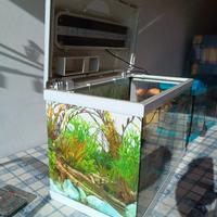 Acquario 60 litri