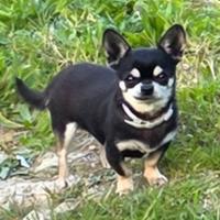 Cuccioli Chihuahua