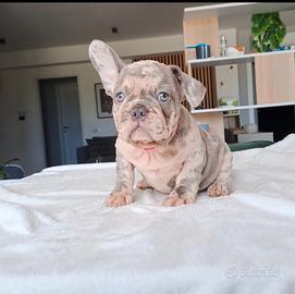 Bulldog francese cuccioli