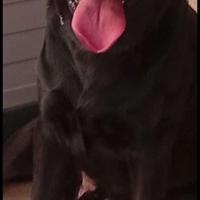 Labrador maschio di 2 anni per monta