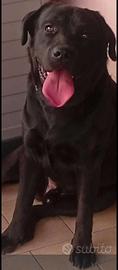 Labrador maschio di 2 anni per monta