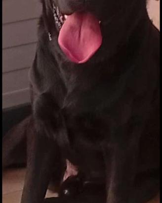 Labrador maschio di 2 anni per monta