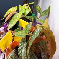piante vive, begonia maculata e begonia wings