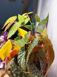piante vive, begonia maculata e begonia wings