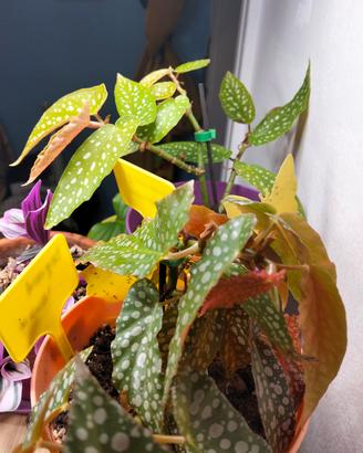 piante vive, begonia maculata e begonia wings