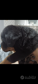 Rottweiler cucciolo con pedigree