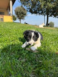 Border collie 2 mesi pronta consegna