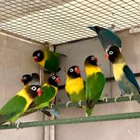 Agapornis personatus