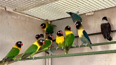 Agapornis personatus