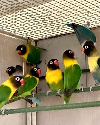 Agapornis personatus