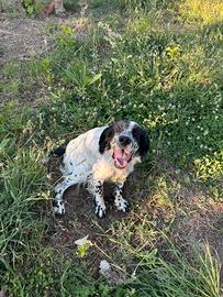 Setter Inglese maschio - 2 anni ad agosto