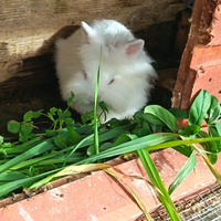 Coniglietti nani testa di leone