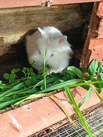 Coniglietti nani testa di leone