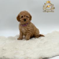 Dolcissima Barboncina Toy Red