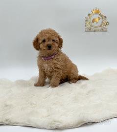 Dolcissima Barboncina Toy Red