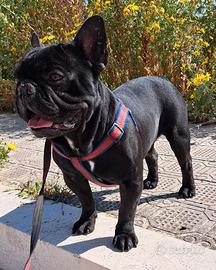 Bulldog Francese