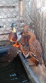 Germani reali anatre