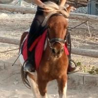 Ponino pezzato per scuola