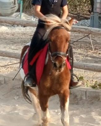 Ponino pezzato per scuola
