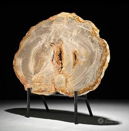 Due sezioni di tronco pietrificato