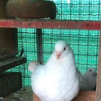 Coppia colombi con maschio king