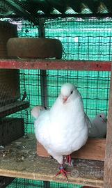 Coppia colombi con maschio king