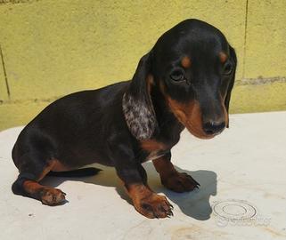 Cucciola di bassotto nano tedesco