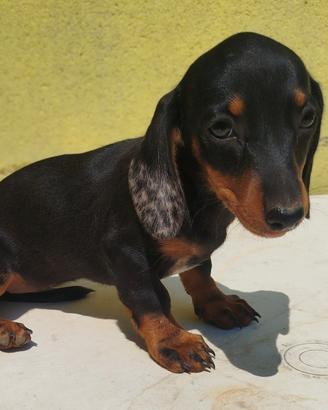 Cucciola di bassotto nano tedesco
