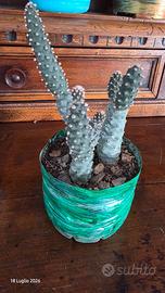 Tre piante grasse di  Tephrocactus articulatus