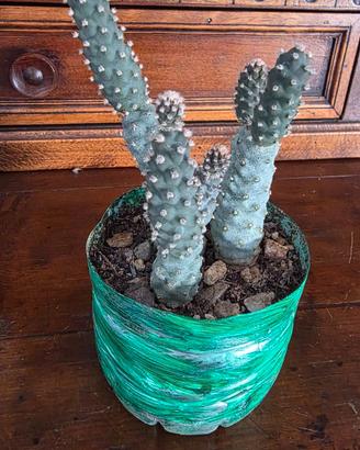 Tre piante grasse di  Tephrocactus articulatus