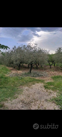 Terreno con uliveto