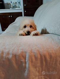 Maltese maltipoo maschietto