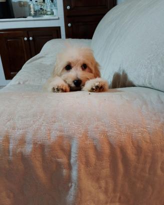 Maltese maltipoo maschietto