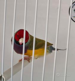 Diamanti di gould